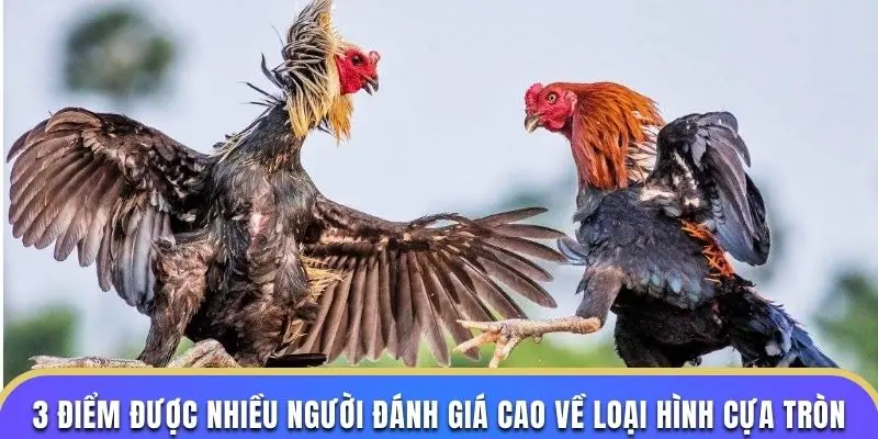 3 điểm được nhiều người đánh giá cao về loại hình cựa tròn