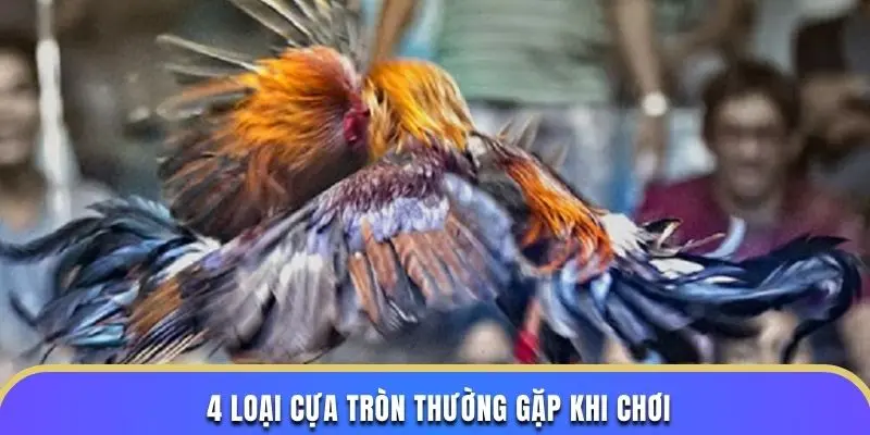 4 loại cựa tròn thường gặp khi chơi