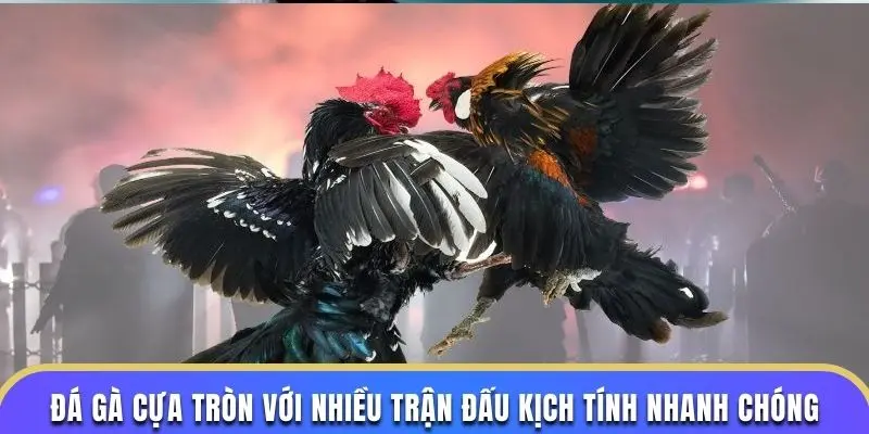 Đá gà cựa tròn với nhiều trận đấu kịch tính nhanh chóng