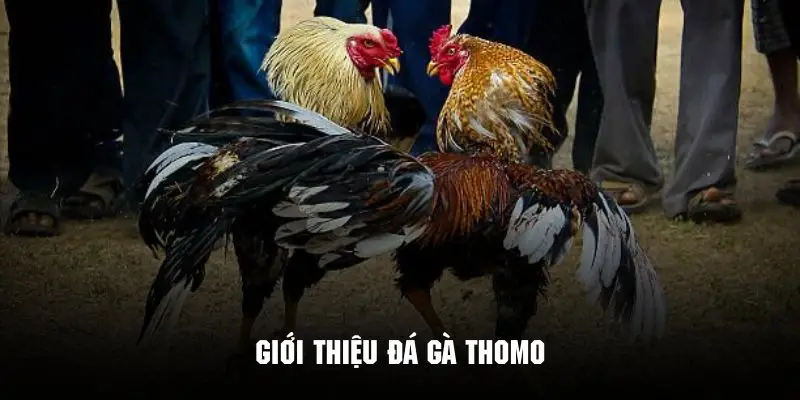 Khám phá sơ lược về hình thức giải trí đá gà theo dạng Thomo