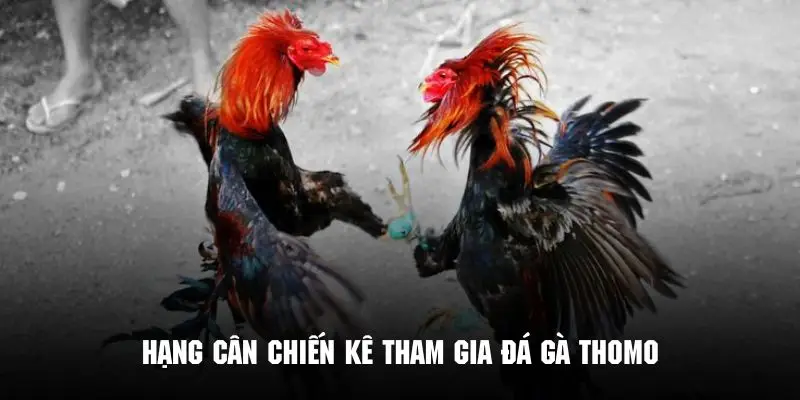 Chiến kê thi đấu trong giải Thomo phải đồng chạng cân