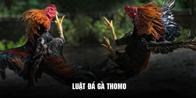 Những quy luật chính trong trận đá gà Thomo cần biết