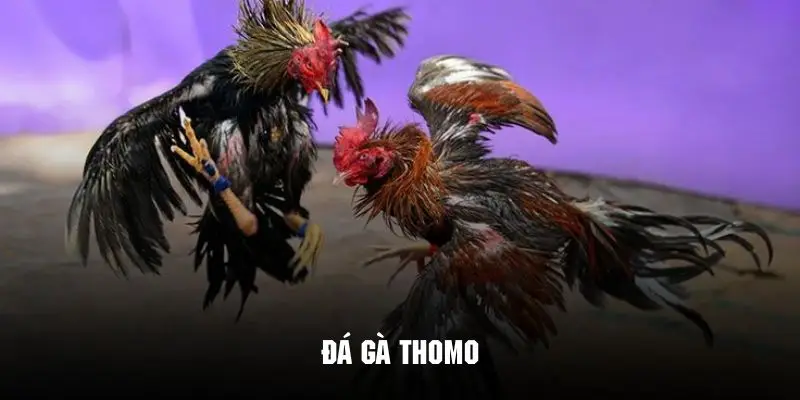 đá gà thomo