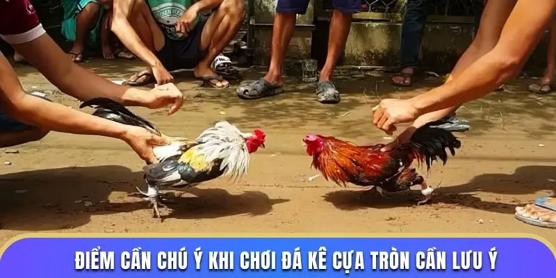 Điểm cần chú ý khi chơi đá kê cựa tròn cần lưu ý