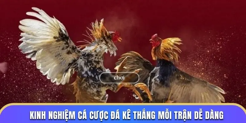 Kinh nghiệm cá cược đá kê thắng mỗi trận dễ dàng